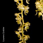 Rhipidoglossum xanthopollinium