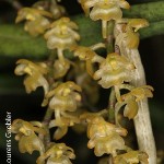 Rhipidoglossum
