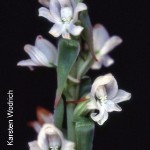 Satyrium acuminatum