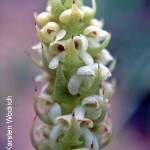 Satyrium bicallosum