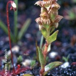 Satyrium bracteatum