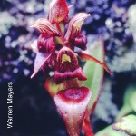 Satyrium bracteatum by Warren Mayers