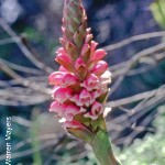Satyrium carneum