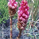 Satyrium carneum sp by Karsten Wodrich