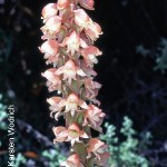 Satyrium carneum x Satyrium coriifolium Natural Hybrid by Karsten Wodrich