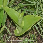 Satyrium cristatum by Duncan McFarlane