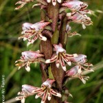 Satyrium cristatum