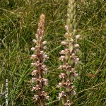 Satyrium cristatum by Duncan McFarlane