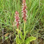 Satyrium cristatum by Lourens Grobler 