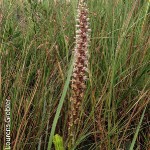 Satyrium cristatum by Lourens Grobler 