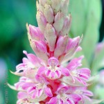Satyrium erectum