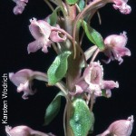 Satyrium membranaceum