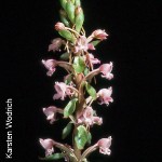 Satyrium membranaceum by Karsten Wodrich