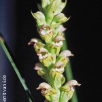 Satyrium microrrhynchum