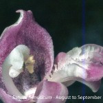 Satyrium muticum