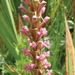 Satyrium neglectum by Gerrit van Ede
