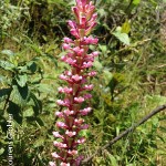 Satyrium m-t