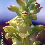Satyrium odorum