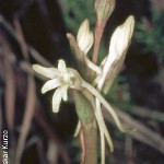 Satyrium outeniquense