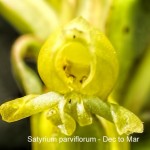 Satyrium parviflorum by Daniel Koen