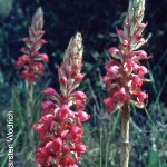 Satyrium princeps