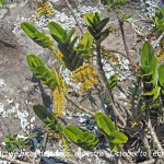 Tridactyle bicaudata subsp. rupestris by Martin Rautenbach